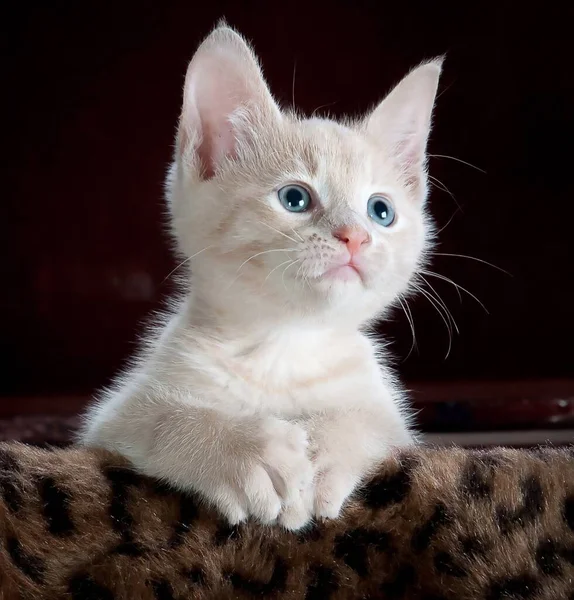 little cat on blue background