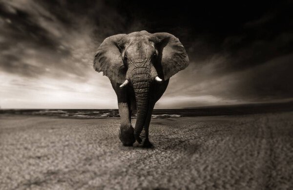 african elephant walking through the savannah 