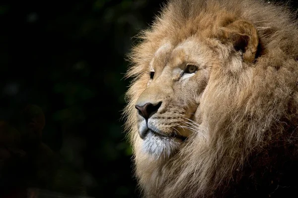 close up shot of a lion