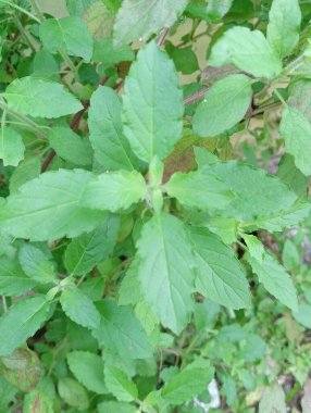 Hint fesleğeni ya da kutsal fesleğen, yeşil yapraklar, bitki ve yapraklar