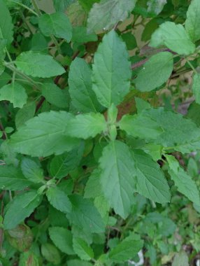 Hint fesleğeni ya da kutsal fesleğen, yeşil yapraklar, bitki ve yapraklar