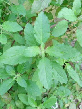 Hint fesleğeni ya da kutsal fesleğen, yeşil yapraklar, bitki ve yapraklar