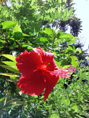 Bahçedeki kırmızı amber çiçeği