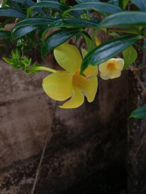 Açık havada yetişen Allamanda Cathartica çiçeklerine yakın durun.