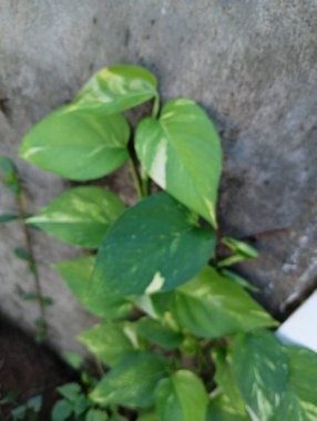 Bahçede yeşil yapraklar