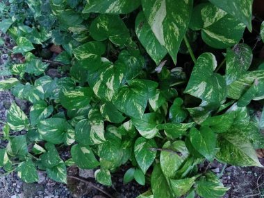 Arka planda yeşil yapraklı bir bitki, para fabrikası, kapalı alan bitkisi. 