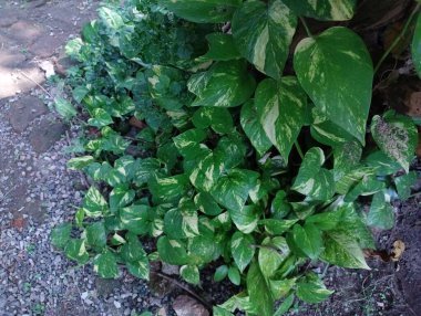 Arka planda yeşil yapraklı bir bitki, para fabrikası, kapalı alan bitkisi. 