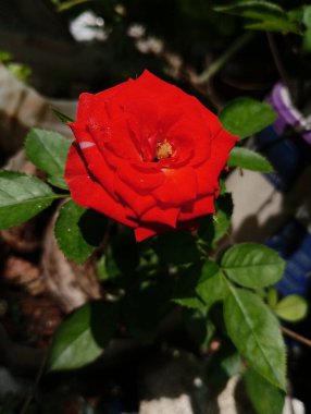 Bahçedeki tomurcuklanan güzel turuncu gül. 