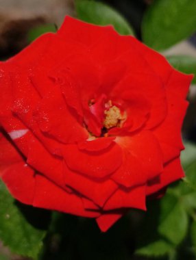 Bahçe çiçeğindeki güzel turuncu gül. Yaklaş. 