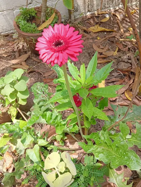 stock image beautiful Gerbera barberton daisy flowers in the garden