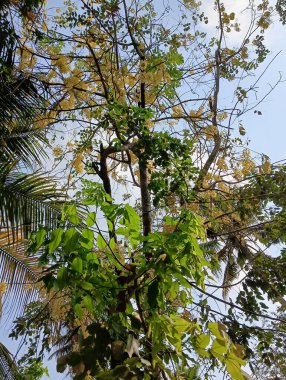 Güzel Altın Duş ağacı, Cassia fistül çiçeği dalı, doğal duvar kağıdı