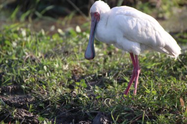 Kenya 'daki Amboseli Ulusal Parkı' nda Bir Kaşık Faturası