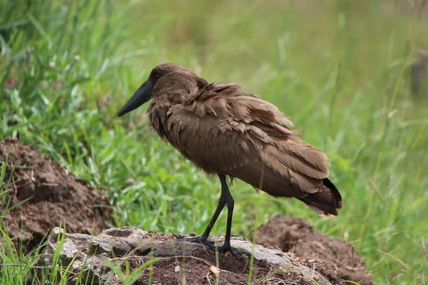 Oiseau Hammerkop Dans Parc National Maasai Mara Kenya — Photo