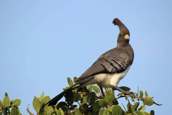Away Bird Dans Parc National Tsavo East Kenya — Photo