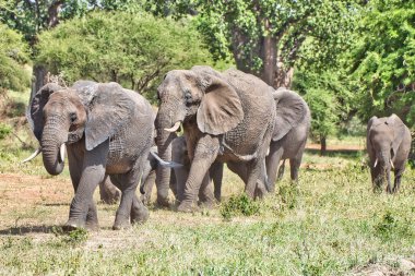 Tarangire Ulusal Parkı, Tanzanya 'da fil sürüsü