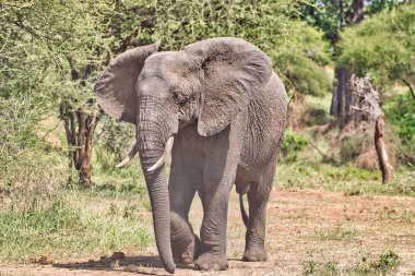 Tarangire Ulusal Parkı, Tanzanya 'da dişi fil