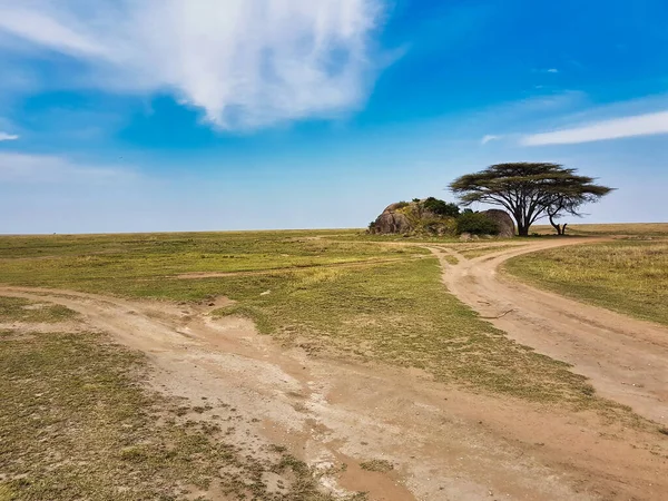 Kopje Och Tree Typiska Vyer Över Grässlätterna Savanna Serengeti Nationalpark — Stockfoto