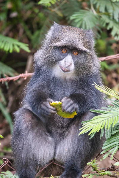 stock image A blue monkey at the Kilimanjaro Machame Gate Entrance, Tanzania