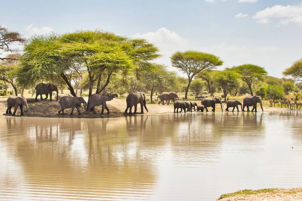 Rebanho Elefantes Buraco Água Parque Nacional Tarangire Tanzânia — Fotografia de Stock