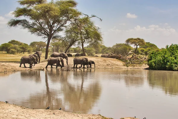 Branco Elefanti Una Pozza Acqua Nel Parco Nazionale Tarangire Tanzania — Foto Stock