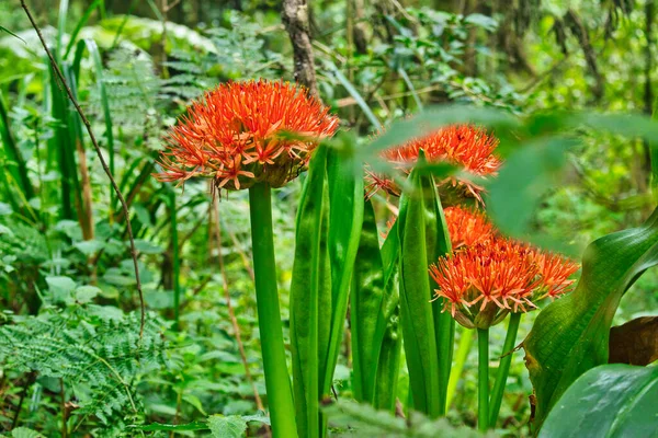 Scadoxus Multiflorus Oder Feuerball Lilie Blüht Der Moorregion Der Unteren — Stockfoto