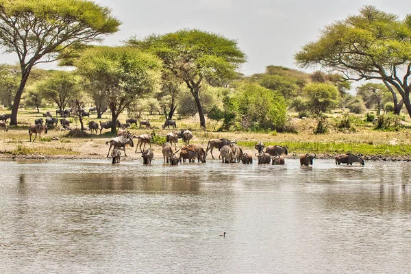 Wildebeest Zebras Una Pozza Acqua Nel Parco Nazionale Tarangire Tanzania — Foto Stock