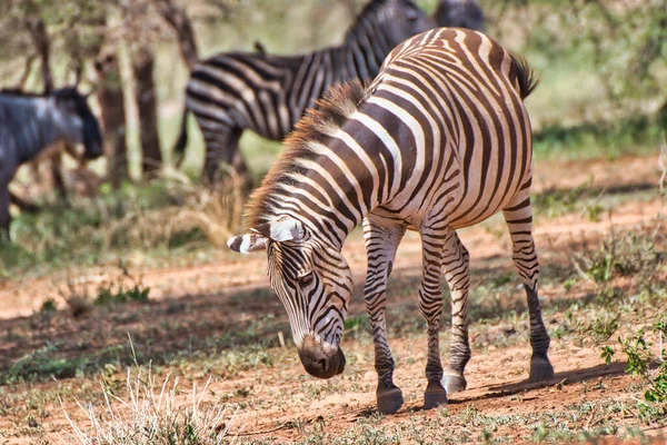 Zebra Tarangire Ulusal Parkı, Tanzanya