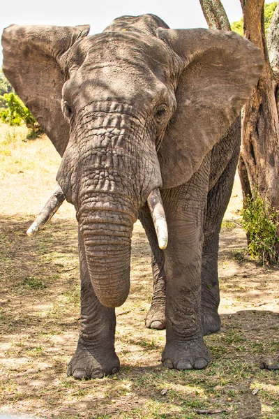 Elefante Matriarca Primer Plano Parque Nacional Tarangire Tanzania — Foto de Stock