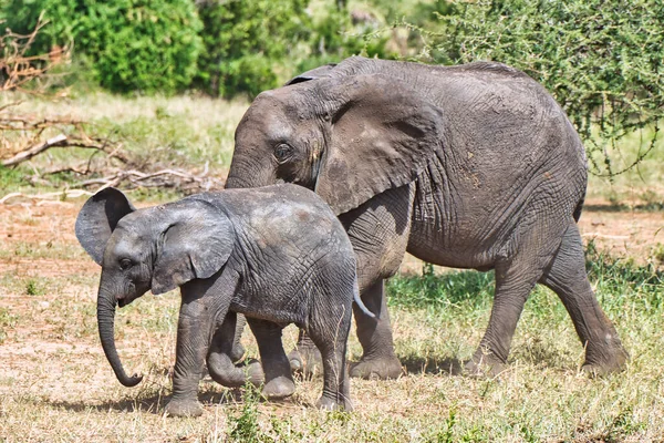 stock image Baby Elephant and Mother at Tarangire National Park, Tanzania