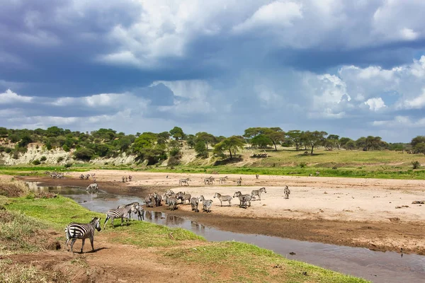 Wildebeest Zebras Riuniscono Fiume Tara Nel Tarangire National Park Tanzania — Foto Stock
