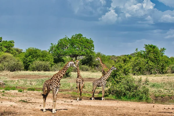 Girafas Parque Nacional Tarangire Tanzânia — Fotografia de Stock