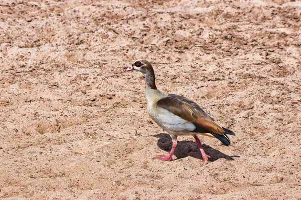 Solo Egyptian Goose Tarangire National Park Tanzania — стокове фото