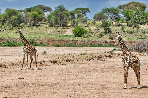 Par Girafas Parque Nacional Tarangire Tanzânia — Fotografia de Stock