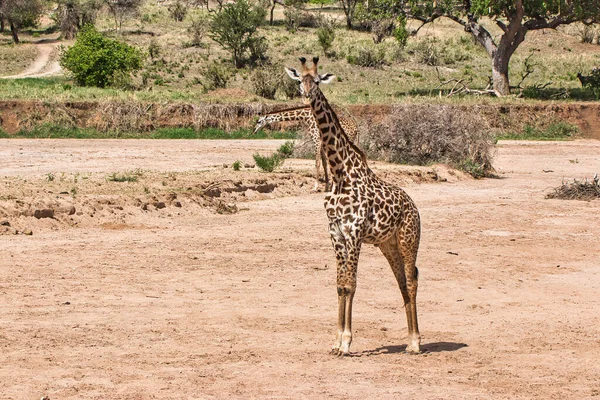 Jovem Girafa Parque Nacional Tarangire Tanzânia — Fotografia de Stock