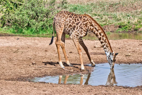 坦桑尼亚Tarangire国家公园塔拉河的长颈鹿饮水 — 图库照片