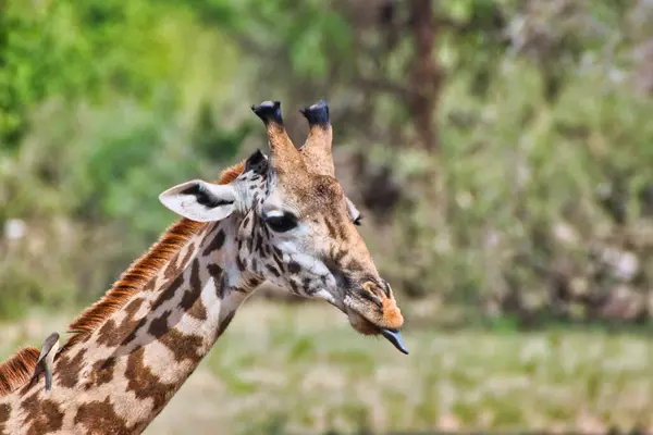 坦桑尼亚Tarangire国家公园一只长颈鹿的关门 — 图库照片