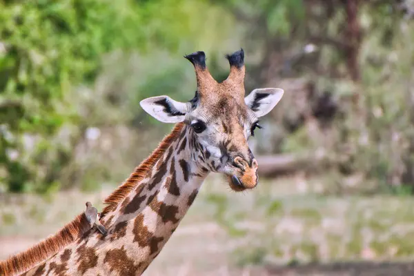Primo Piano Una Giraffa Parco Nazionale Tarangire Tanzania — Foto Stock