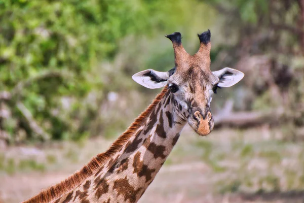 Fechamento Uma Girafa Parque Nacional Tarangire Tanzânia — Fotografia de Stock
