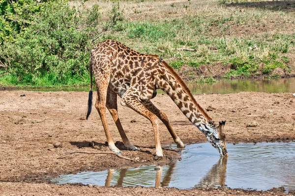 Giraffe Drinking Water Tara River Tarangire National Park Tanzania — Stock Photo, Image