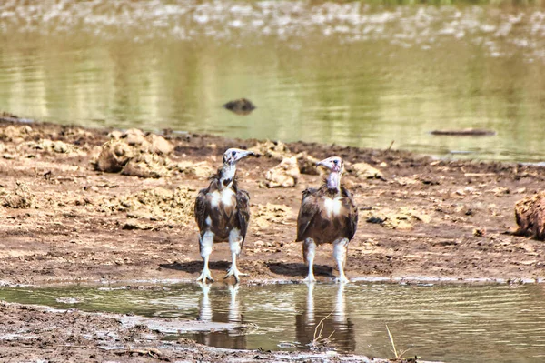Hooded Vulture Pair Waterhole Bij Tarangire National Park Tanzania — Stockfoto