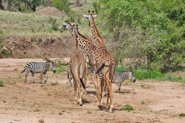 坦桑尼亚Tarangire国家公园的长颈鹿和斑马 — 图库照片