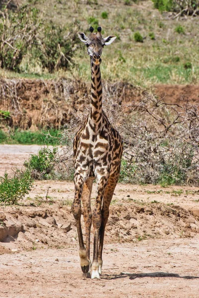 Solo Girafa Parque Nacional Tarangire Tanzânia — Fotografia de Stock