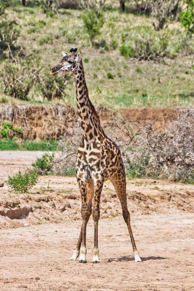 Solo Žirafa Národním Parku Tarangire Tanzanie — Stock fotografie