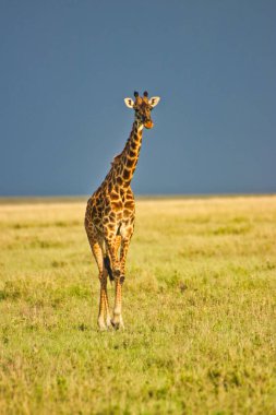 Bir zürafa, Tanzanya 'daki Serengeti Ulusal Parkı' nda altın bir alacakaranlıkta Savana 'yı geçiyor.