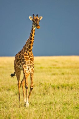 Bir zürafa, Tanzanya 'daki Serengeti Ulusal Parkı' nda altın bir alacakaranlıkta Savana 'yı geçiyor.