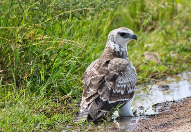 Genç Dövüş Kartalı, Tanzanya 'daki Serengeti Ulusal Parkı' nda yürüyor ve kırıntıları arıyor.