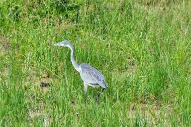 Tanzanya 'daki Serengeti Ulusal Parkı' nda balık arayan siyah başlı bir balıkçıl.
