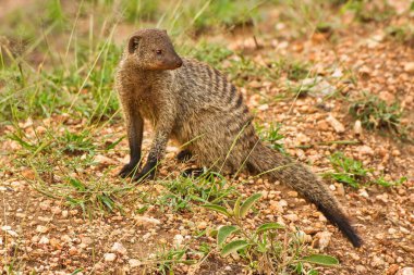 Banded Mongoose, Serengeti Ulusal Parkı, Tanzanya 'da solo.