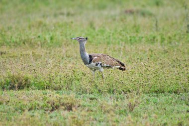 Tanzanya 'daki Serengeti Milli Parkı' nda Kori Bustard.