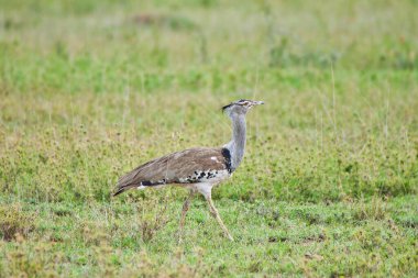 Tanzanya 'daki Serengeti Milli Parkı' nda Kori Bustard.